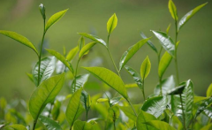 如何檢測茶葉中的農藥殘留？